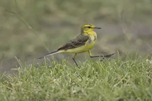 Yellow Wagtail (Motacilla flava), walking