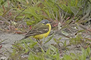 Yellow wagtail standing on ground looking right in front of green grass