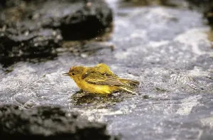 Yellow Warbler (dendroica petechia)