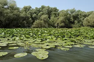 Yellow water-lilies (Nuphar lutea)