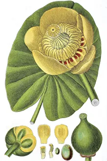Yellow water-lily (Nuphar lutea)