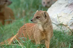 Yellow yellow mongoose (Cynictis penicillata)