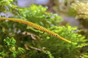 Yellowbanded pipefish in natural underwater ambiance