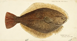 Yellowbelly flounder, Rhombosolea leporina, Yellowbelly flounder, Fish, Reproduction of an original, by Frank Edward Clarke (b. 1849, d. 1899), ichthyologist and scientific draughtsman