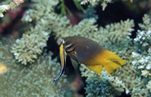Yellowfin damselfish and cleaner wrasse