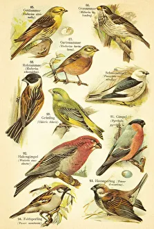 Yellowhammer (Emberiza citrinella)