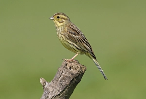 Yellowhammer (Emberiza citrinella)