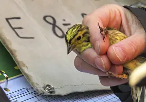 Yellowhammer, Emberiza citrinella