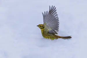 Yellowhammer (Emberiza citrinella)