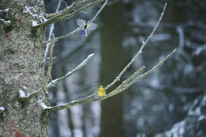 Yellowhammer (Emberiza citrinella) sitting on a branch