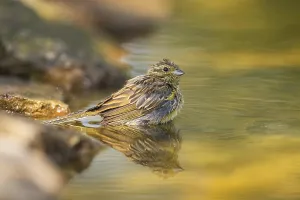 Yellowhammer (Emberiza citrinella) at a water pool