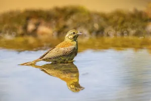 Yellowhammer (Emberiza citrinella) at a water pool