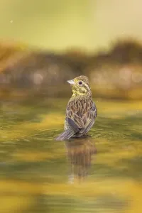 Yellowhammer (Emberiza citrinella) at a water pool