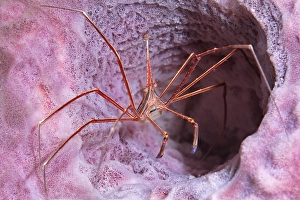 Yellowline Arrow Crab (Stenorhynchus seticornis) walking on pink sponge