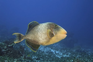 Yellowmargin triggerfish (Pseudobalistes flavimarginatus)