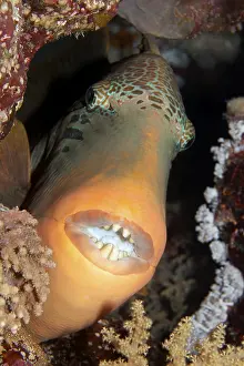 Yellowmargin triggerfish (Pseudobalistes flavimarginatus) from front