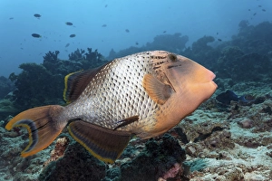Yellowmargin Triggerfish (Pseudobalistes flavimarginatus) coral reef