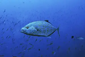 Yellowspotted Trevally (Carangoides fulvoguttatus)