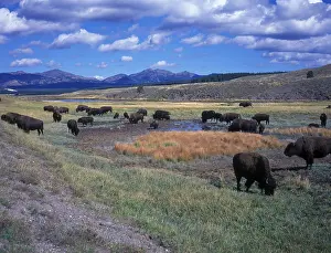 Yellowstone (S) Bison (Bison bison) in Hayden Valley