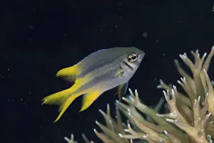 Yellowtail Damsel (Neoglyphidodon nigroris) juvenile