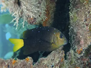 Category Coral Reefs DE Prints: Yellowtail damselfish (Microspathodon chrysurus)