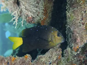 Yellowtail damselfish (Microspathodon chrysurus)