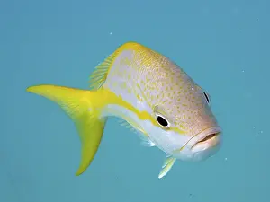 Yellowtail snapper (Ocyurus chrysurus) against a blue background swimming in the clear ocean