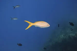 Yellowtail snapper swimming in the blue
