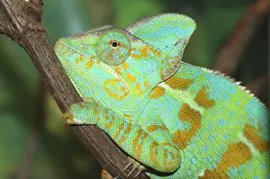 Yemen Chameleon (Chamaeleo calyptratus), side