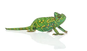 Yemen chameleon - Chamaeleo calyptratus - isolated on white