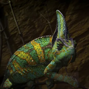 Yemen chameleon or Veiled chameleon (Chamaeleo calyptratus) in Erfurt Zoo