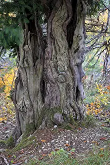 Yew trunk (Taxus baccata)
