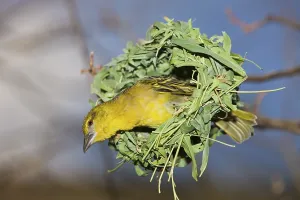 Yolk weaver, Textor vitellinus