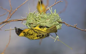 Yolk weaver, Textor vitellinus