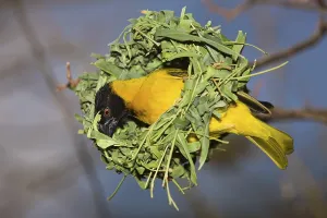 Yolk weaver, Textor vitellinus