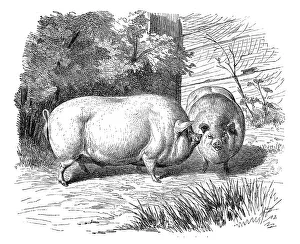 Yorkshire pigs, historical illustration