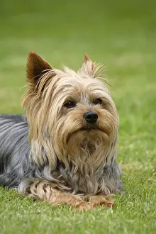 Framed Print : Yorkshire Terrier Framed Print : Yorkshire Terrier