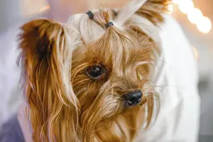 Yorkshire Terrier with a contemplative expression