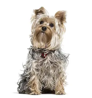 Yorkshire terrier dog looking up against white background