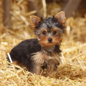 Yorkshire Terrier, puppy, 11 weeks