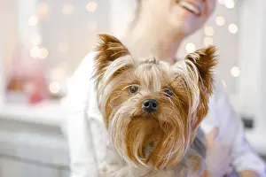 Yorkshire Terrier with a relaxed and smiling look