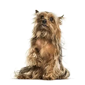 Yorkshire terrier sitting against white background