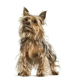 Yorkshire terrier standing against white background