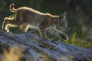 One young (10 weeks old) male Eurasian lynx