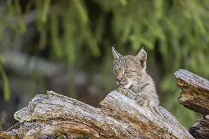 One young (10 weeks old) male Eurasian lynx