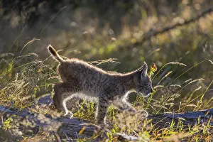 One young (10 weeks old) male Eurasian lynx