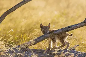 One young (10 weeks old) male Eurasian lynx