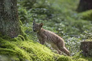 One young (10 weeks old) male Eurasian lynx