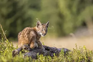 One young (10 weeks old) male Eurasian lynx