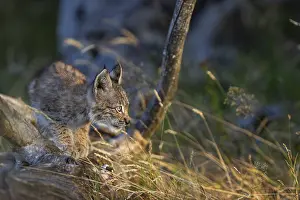 One young (10 weeks old) male Eurasian lynx
